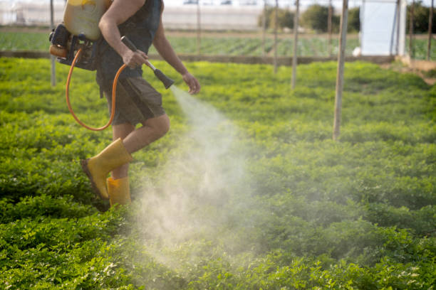 Best Ant Control Services  in Ogden, NC
