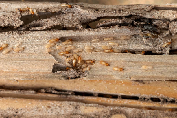 Best Wildlife Control Services  in Ogden, NC